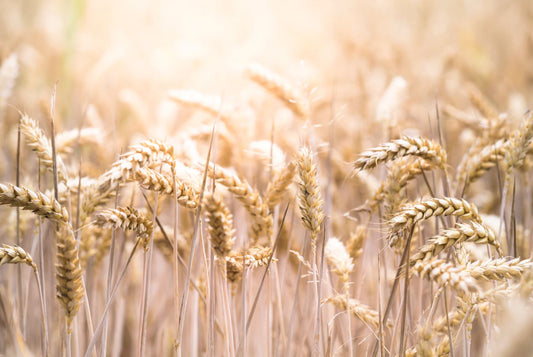 American Bread Ruins Health