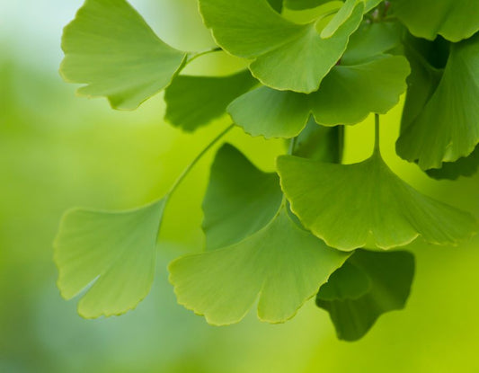 Is Ginko Biloba Still Used?