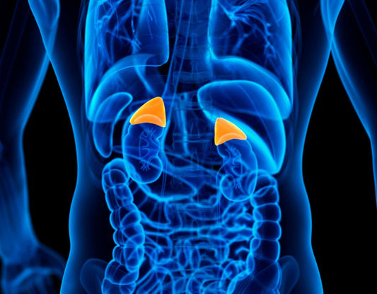 The Role of Your Adrenal glands in Controlling Menopausal Symptoms