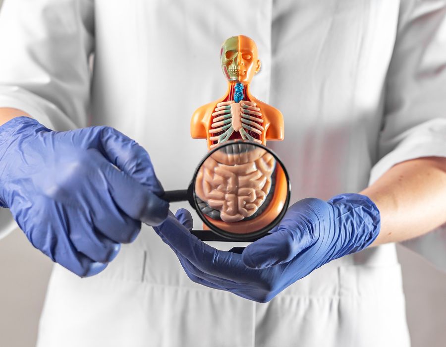 It's All About The Gut (Digestion)