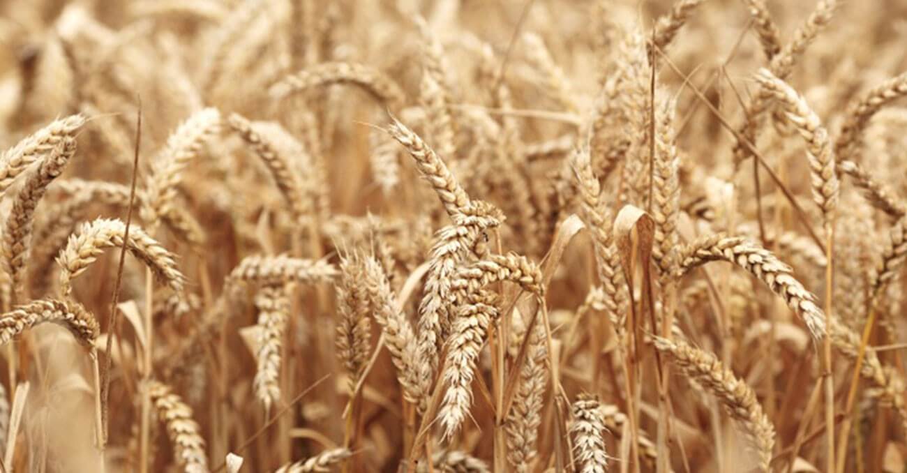 Simple Wheat Germ Extract Revealed to be a Powerful Cancer Fighter