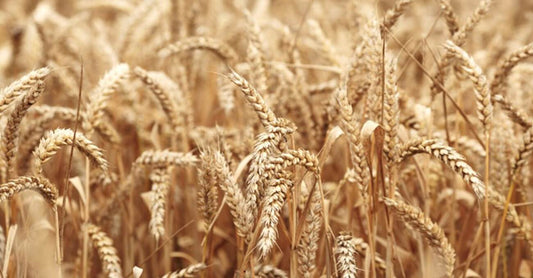 Simple Wheat Germ Extract Revealed to be a Powerful Cancer Fighter