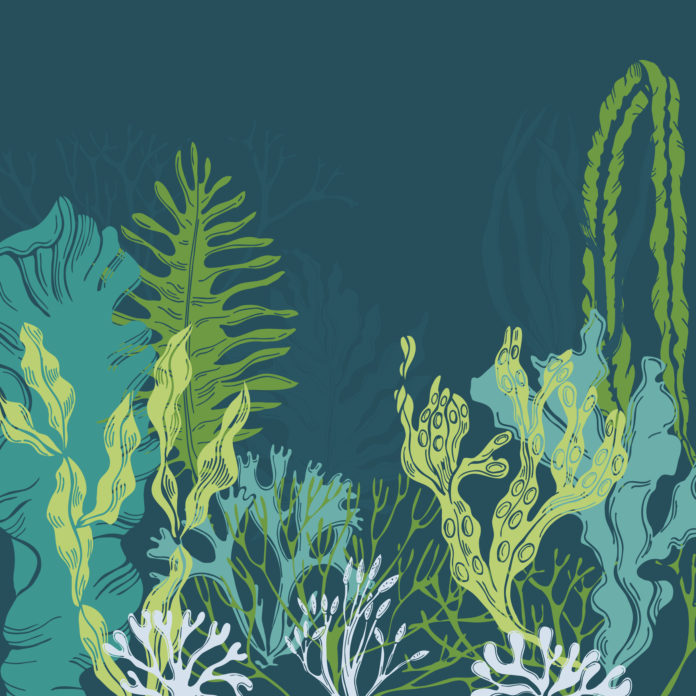 Super Veggies from the Sea
