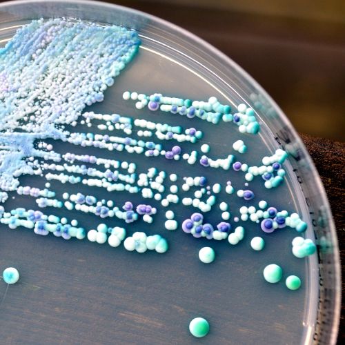 What is Candida?
