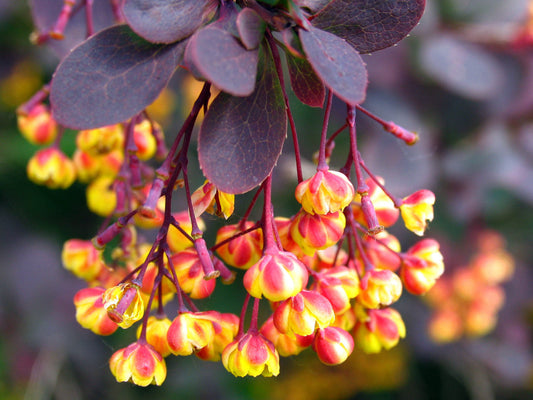 Ancient Chinese Herb is Alternative to Cholesterol-Lowering Statin Drugs