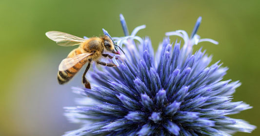 Alleviating Allergies: Exploring the Gut-Immune Connection for Improved Digestive Health and Immunity
