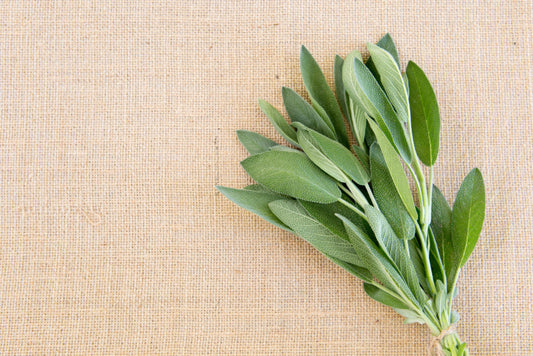 Become a Sage with this Plant Extract