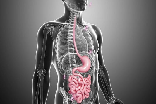 Digestive Wellness: Natural Remedies and Lifestyle Tips for a Healthy Gut