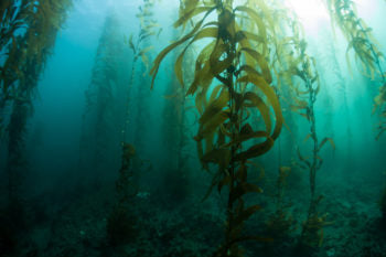Ep 321 Seaweed the Key to Good Health and Anti-Aging