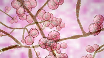 Ep 338 Causes & Symptoms of Yeast and Fungal Infections.