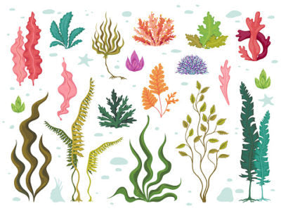 Ep 342 Why Sea Plants are the most abundant source of vitamins and minerals.