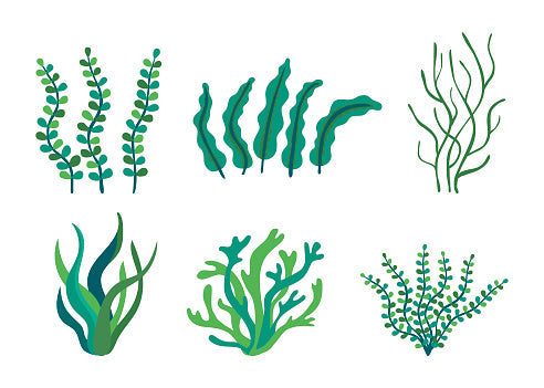 Ep 349 Looking for Anti Aging Support..Think Seaweed
