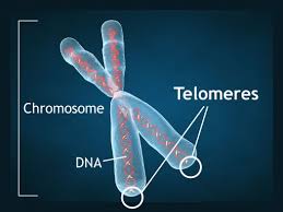 Episode 119 How Telomere's Impact Aging America's Natural Doctor
