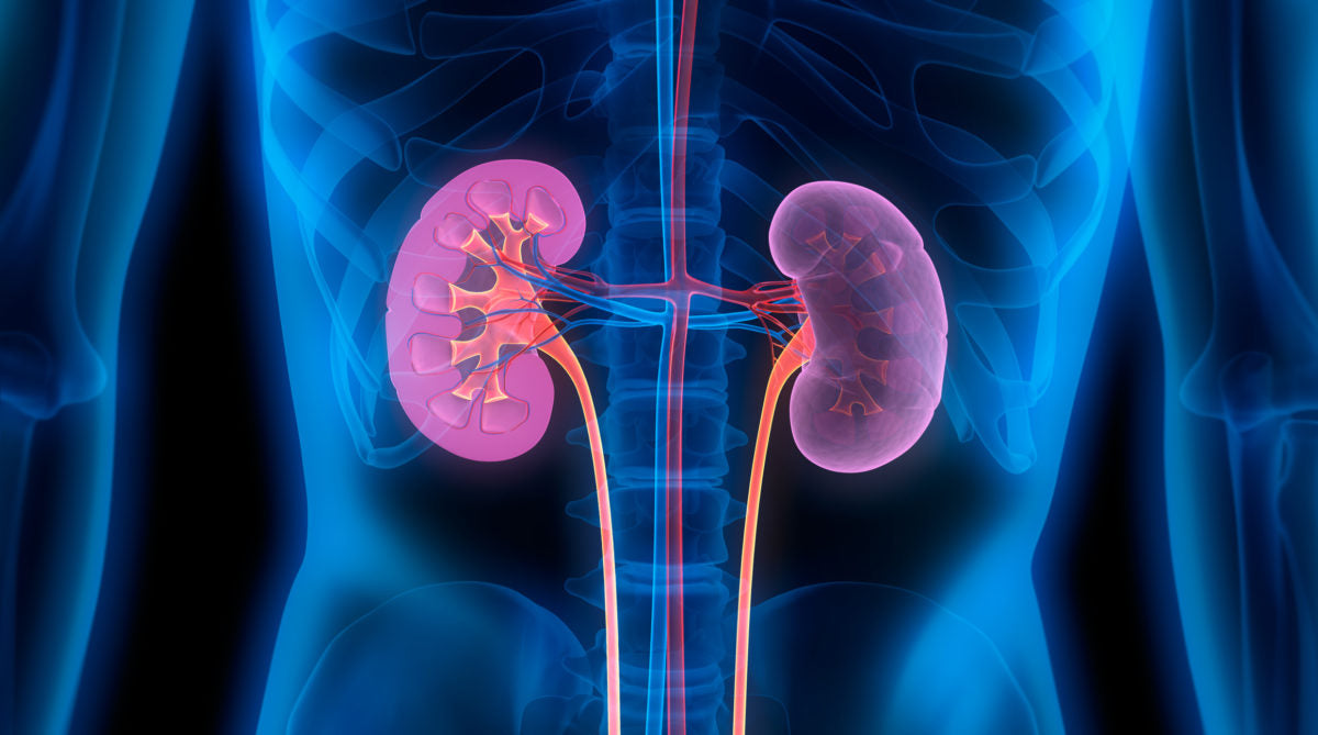 Quercetin Supports Kidney Function