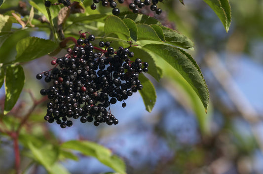 The Real Science Behind Zinc and Elderberry Supplementation for Viral Infections