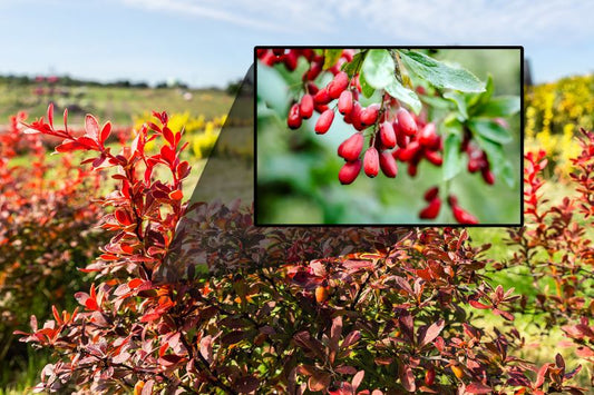 Ancient Herb Berberine Fights Diabetes Through Gut-Brain Connection