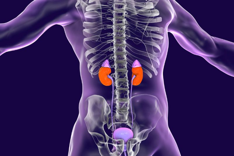 Do You Have Adrenal Dysfunction?
