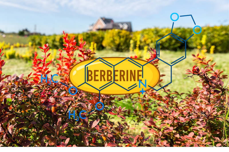 Why Your Berberine Supplement Might Be Wasting Your Money