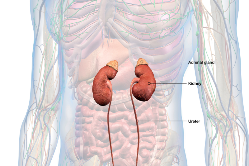 Episode 241 Adrenal Dysfunction & Overtaxed Adrenal Glands