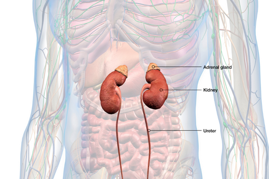 Episode 241 Adrenal Dysfunction & Overtaxed Adrenal Glands