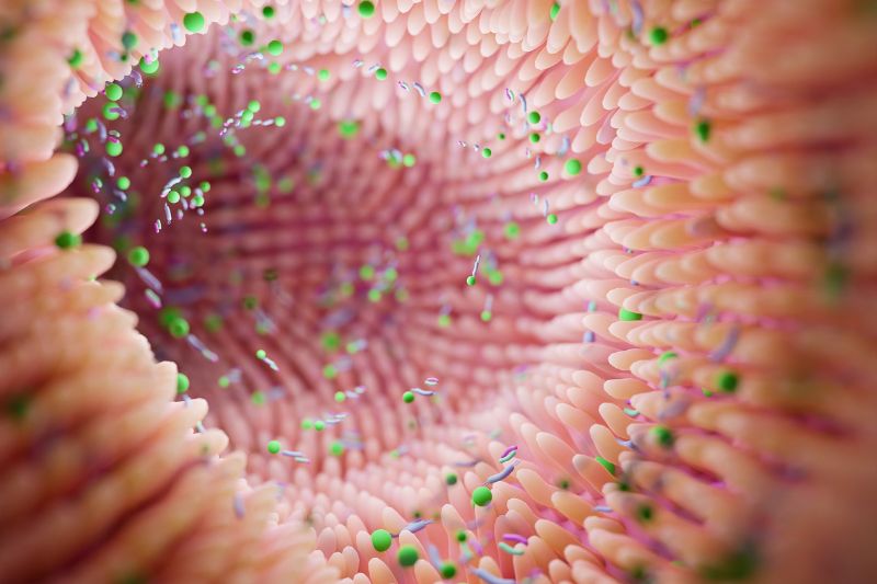 The Leaky Gut Link to Hashimoto's Thyroiditis