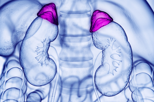 Understanding Adrenal Dysfunction: A Natural Health Perspective